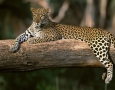 1366x768 Animals african leopard HD Animal Wallpaper