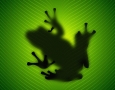 1440x900 frog on leaf HD Animal Wallpaper
