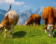 1600x1000 Cows  HD Animal Wallpaper