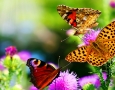 1600x1000 Orange Butterfly  HD Animal Wallpaper