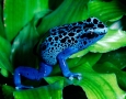 1600x1159 Blue Frog HD Animal Wallpaper