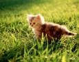 1600x1200 cat HD Animal Wallpaper