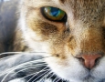 1600x1200 cat HD Animal Wallpaper