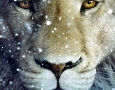 1600x900 Black And White Lion HD Animal Wallpaper