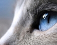 1600x900 Blue Eyed Cat  HD Animal Wallpaper