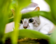 1600x900 Cat hiding  HD Animal Wallpaper