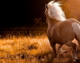 1600x900 beautiful running horse HD Animal Wallpaper