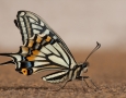 1626x1080 White Butterfly HD Animal Wallpaper