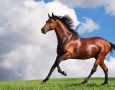 1920x1080 Brown Horse Wallpaper HD Animal Wallpaper