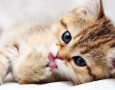 1920x1080 Cute cat HD Animal Wallpaper