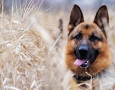 1920x1080 German Shepherd HD Animal Wallpaper