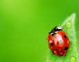 1920x1080 Insects Ladybug HD Animal Wallpaper