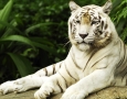 1920x1080 Resting White Tiger HD Animal Wallpaper