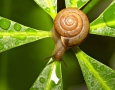 1920x1080 Snail  HD Animal Wallpaper