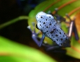1920x1080 purple frog HD Animal Wallpaper