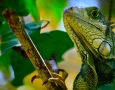 1920x1200 Iguana HD Animal Wallpaper