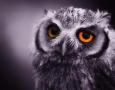 1920x1200 Owl HD Animal Wallpaper