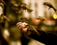 1920x1200 Sparrows Birds  HD Animal Wallpaper