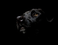 1920x1200 black Dog HD Animal Wallpaper