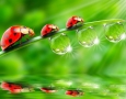 1920x1200 ladybugs HD Animal Wallpaper