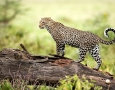 1920x1200 walking leopard HD Animal Wallpaper