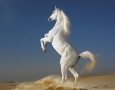 1920x1440 White Horse  HD Animal Wallpaper
