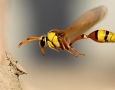 1969x1231 flying insects HD Animal Wallpaper