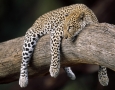 1999x1333 Sleeping Leopard HD Animal Wallpaper