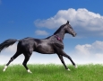2560x1600 Balck Horse  HD Animal Wallpaper