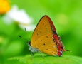 2560x1600 Butterfly HD Animal Wallpaper