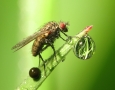 2560x1600 Cool Insect  HD Animal Wallpaper