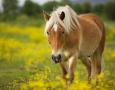 2560x1600 Horse in Field  HD Animal Wallpaper