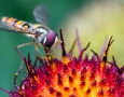 2560x1600 Macro Flie insects HD Animal Wallpaper