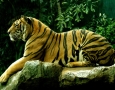 2560x1600 Royal Bengal Tiger HD Animal Wallpaper