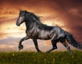 2880x1800 Cool Black Horse HD Animal Wallpaper
