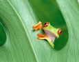 3200x2000 Cute Frog HD Animal Wallpaper