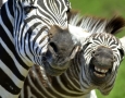 1920x1080 Zebra HD Animal Wallpaper