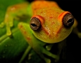 1200x800 Orange Tree Frog HD Animal Wallpaper