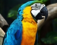 1920x1080 Blue & Yellow Macaw HD Animal Wallpaper