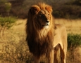 1920x1080 Lion HD Animal Wallpaper