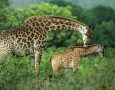 1920x1200 Giraffe & Calf HD Animal Wallpaper