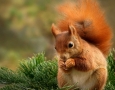 1920x1080 Red Squirrel HD Animal Wallpaper