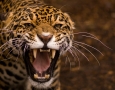 1920x1080 Jaguar HD Animal Wallpaper