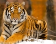 1920x1080 Siberain Tiger HD Animal Wallpaper