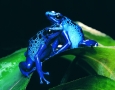 1920x1080 Blue Tree Frog HD Animal Wallpaper