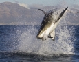 1920x1080 Shark HD Animal Wallpaper