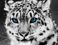 1920x1080 Snow Leopard HD Animal Wallpaper