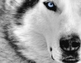 1280x800 Siberian Husky HD Animal Wallpaper