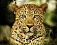 1032x774 Leopard HD Animal Wallpaper