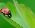 1680x1050 LadyBug HD Animal Wallpaper